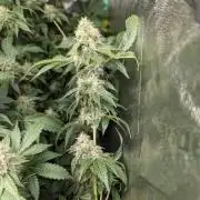 GDP X GUMBERRY HARVEST