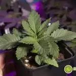 Orange Candy Led