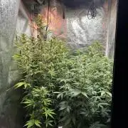 Autopot with Sticky Orange