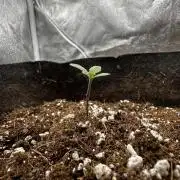 Autopot with Sticky Orange