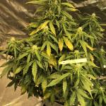 CBD Crack FastBuds