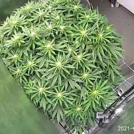 floresdemaconha