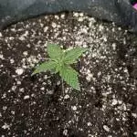Beginner - Autoflower