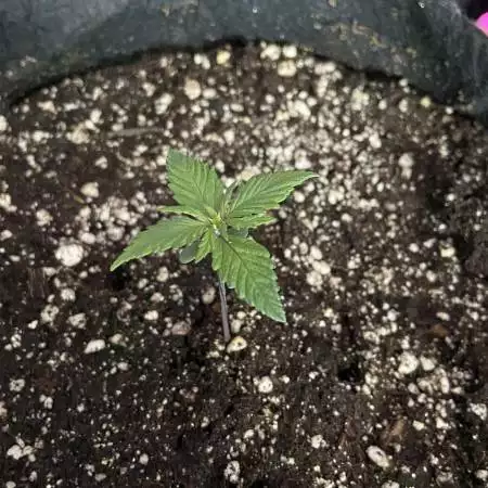Beginner - Autoflower