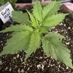 Novice - Autoflower