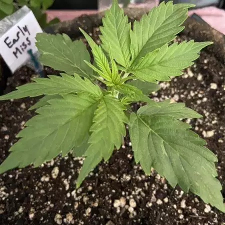 Novice - Autoflower