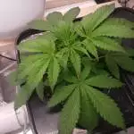 Mimosa Evo RDWC