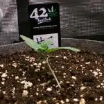 Biscotti Gelato (GDG 24 #1)