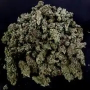 Biscotti Gelato (GDG 24 #1)