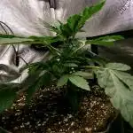 Biscotti Gelato (GDG 24 #1)
