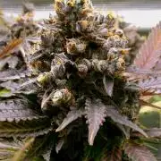 Gelato (GDG24 #2)
