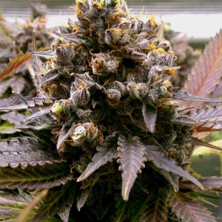 Gelato (GDG24 #2)