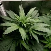 Biscotti Gelato (GDG 24 #1)