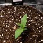 Gelato (GDG24 #2)