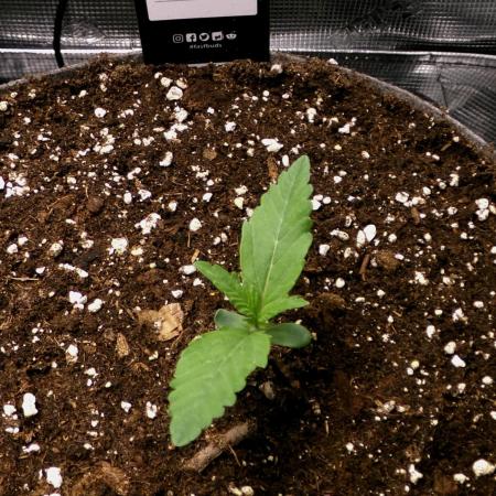 Gelato (GDG24 #2)