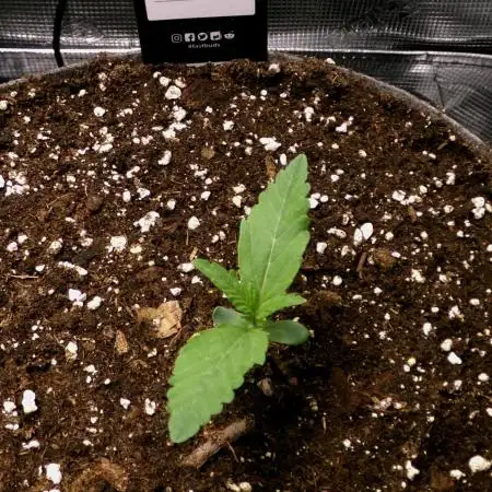 Gelato (GDG24 #2)