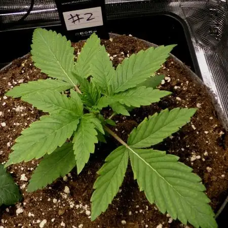 Gelato (GDG24 #2)