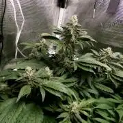 Biscotti Gelato (GDG 24 #1)