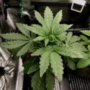 Biscotti Gelato (GDG 24 #1)