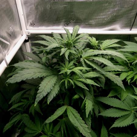 Biscotti Gelato (GDG 24 #1)