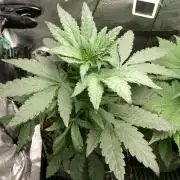 Biscotti Gelato (GDG 24 #1)