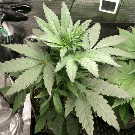 Biscotti Gelato (GDG 24 #1)