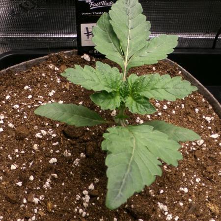 Biscotti Gelato (GDG 24 #1)