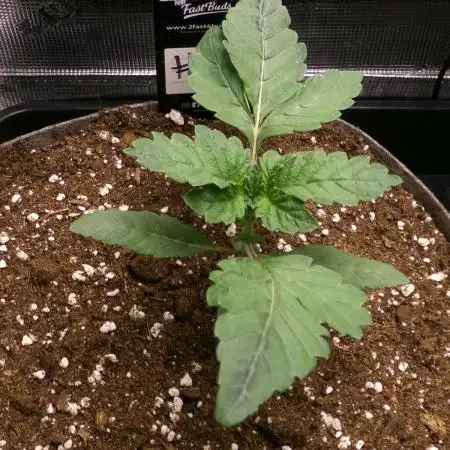Biscotti Gelato (GDG 24 #1)