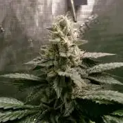 Biscotti Gelato (GDG 24 #1)