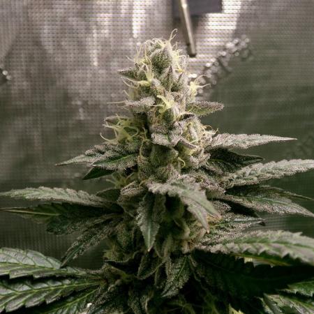 Biscotti Gelato (GDG 24 #1)