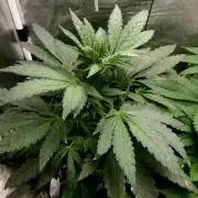 Biscotti Gelato (GDG 24 #1)