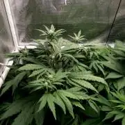 Biscotti Gelato (GDG 24 #1)