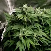 Biscotti Gelato (GDG 24 #1)