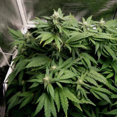 Biscotti Gelato (GDG 24 #1)