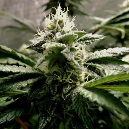 Biscotti Gelato (GDG 24 #1)