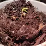 Papaya, Nirvana Seeds
