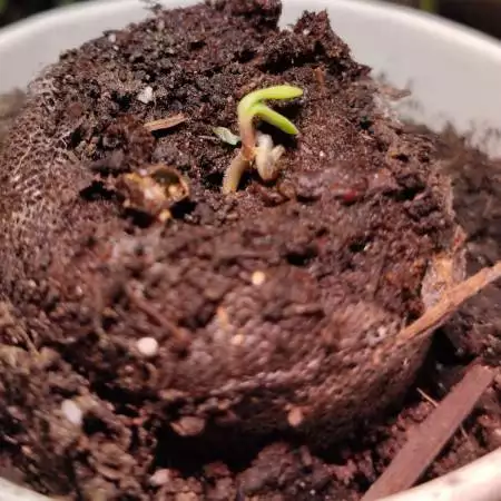 Papaya, Nirvana Seeds