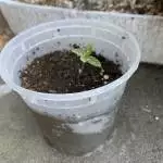 SFG outdoor