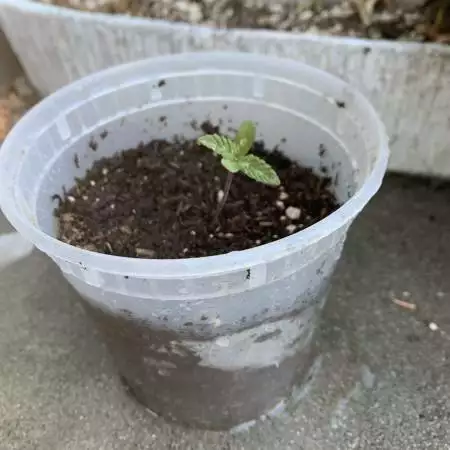 SFG outdoor