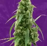 G13 auto- starter