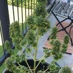 Organic / BIO autoflowers 100% naturall