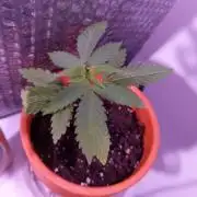 Pelirroja 1