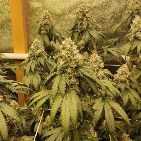 OMG by Ripper seeds