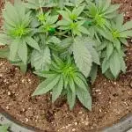OMG by Ripper seeds