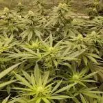 OMG by Ripper seeds