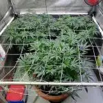 OMG by Ripper seeds