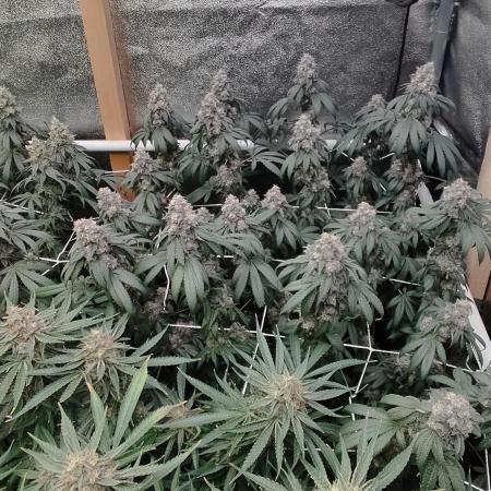 OMG by Ripper seeds