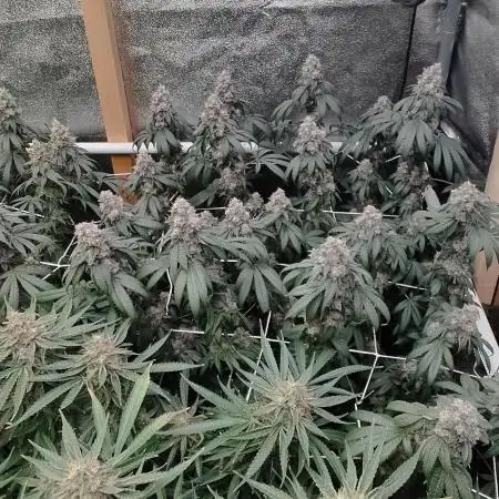 OMG by Ripper seeds
