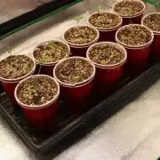 January 2022 Seedsman Bubba Kush