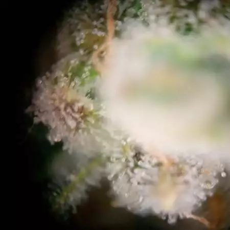 Zkittlez auto from Advancend Seeds free